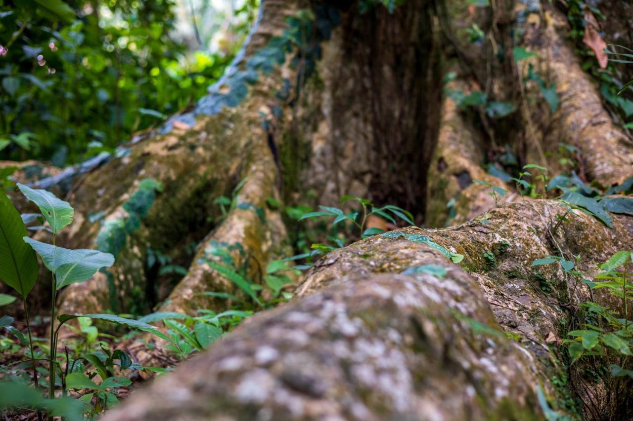 Namuwoki Lodge Puerto Viejo de Talamanca Eksteriør billede